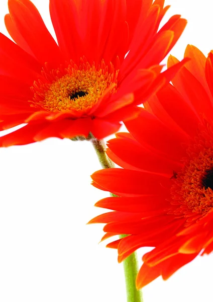 Tett Utsyn Til Røde Gerbera Blomster – stockfoto