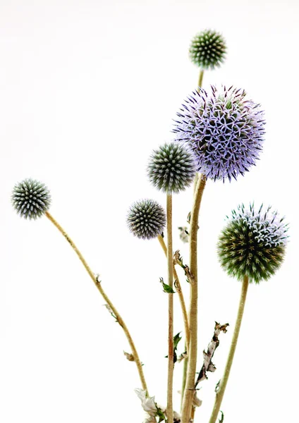 Vista Vicino Dei Fiori Viola — Foto Stock