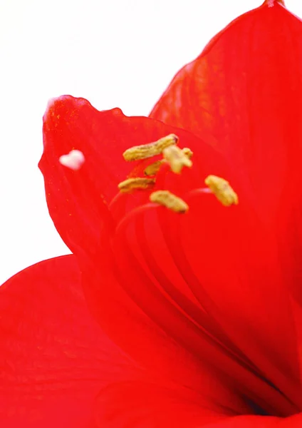 Kırmızı Çiçeğin Yakın Görünümü — Stok fotoğraf