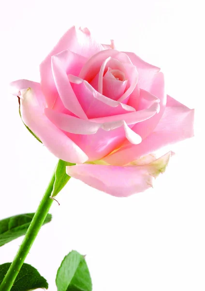 Close Vista Rosa Rosa Flor — Fotografia de Stock