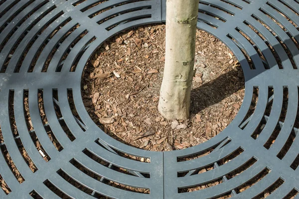 Tronco Árbol Ciudad Protegido Por Marco Metálico Forma Redonda —  Fotos de Stock