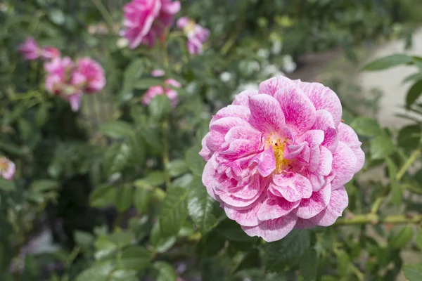 夏の庭で緑のバラの茂みに穏やかなピンク花 — ストック写真