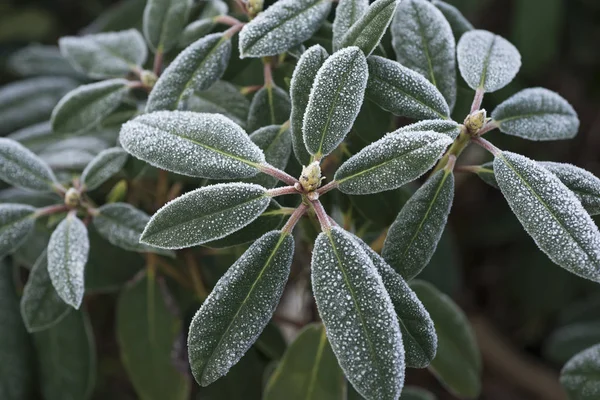 Verse Groene Bladeren Bedekt Door Zware Rijm Door Vroege Winter — Stockfoto