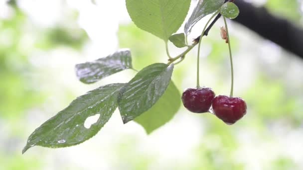 雨中的红樱桃 — 图库视频影像