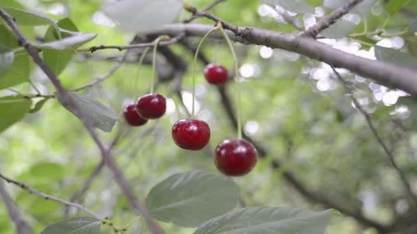 Red cherries branch — Stock Video