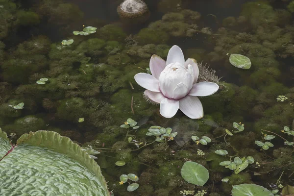Olbrzymi Kwiat Lilii Wodnej Lub Victoria Amazonica Stawie — Zdjęcie stockowe