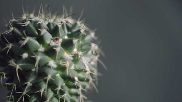 Koyu Arka Plan Üzerinde Dönen Kaktüs Bitkinin Sabit Görüntüleri — Stok video