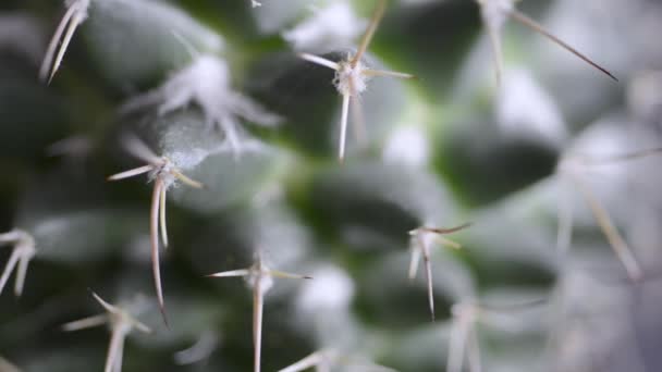 Macro-plante de cactus — Video