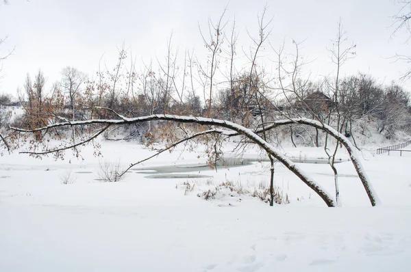 winter landscape with two bent trees on foregroun