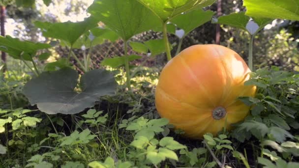 Big pumpkin ripening — Stock Video