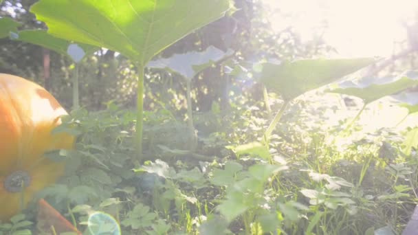 明るい太陽に照らされたカボチャ — ストック動画
