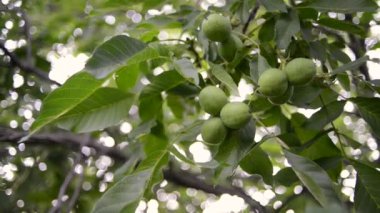 ceviz ağacı olgunlaşma