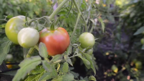 Ripening tomatoes brunch — Stock Video