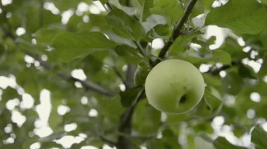 ağaç dal, pan kamera hareketi olgunlaşma Taze yeşil elma