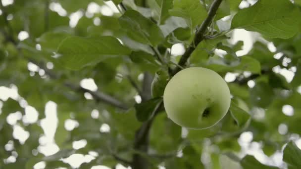 Mûrissement Des Pommes Vert Frais Sur Branche Arbre Mouvement Caméra — Video