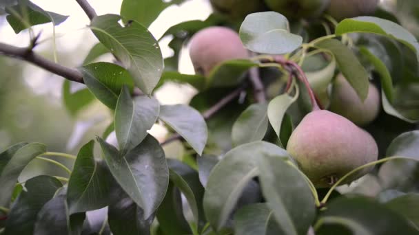 Ωρίμανση αχλάδια στο δέντρο — Αρχείο Βίντεο