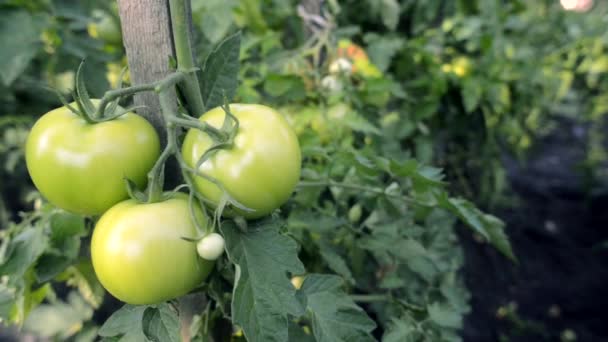 Rama de tomates verdes — Vídeos de Stock