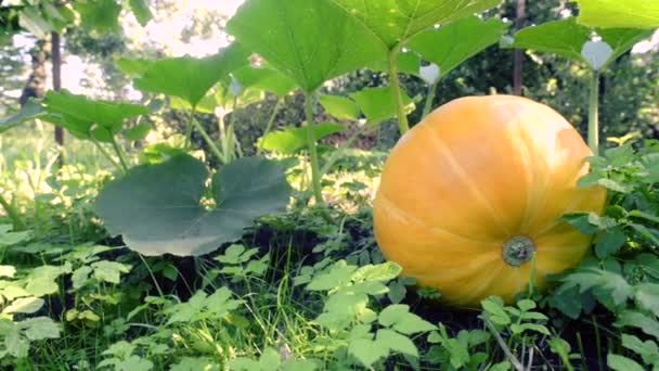 Großer reifer Kürbis — Stockvideo