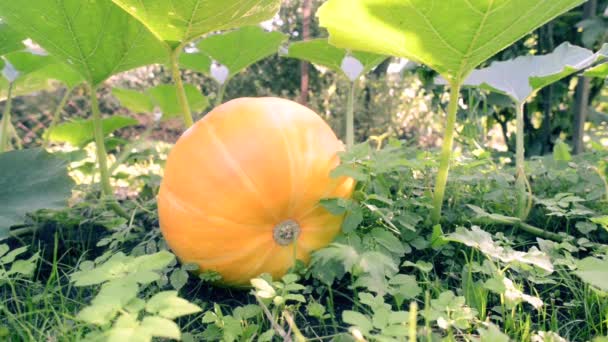 Ripe pumpkin in garden — Stock Video