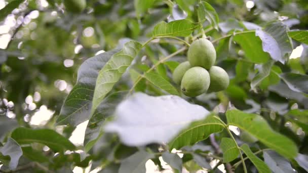 Zelené ořechy strom — Stock video
