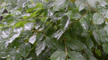 Yeşil bahçe çalı