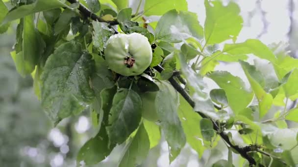 Созревание зеленого яблока — стоковое видео
