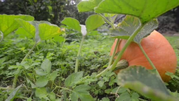 Croissance de citrouille biologique — Video