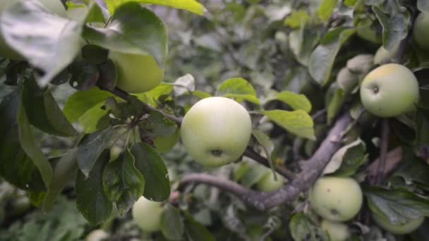 Muchas manzanas en el árbol — Vídeo de stock