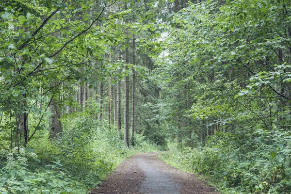 Schilderachtige Landweg Groene Zomer Bos — Stockfoto