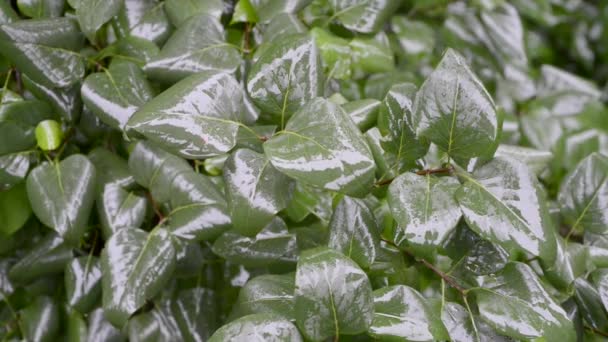 Buschblätter unter Regen — Stockvideo