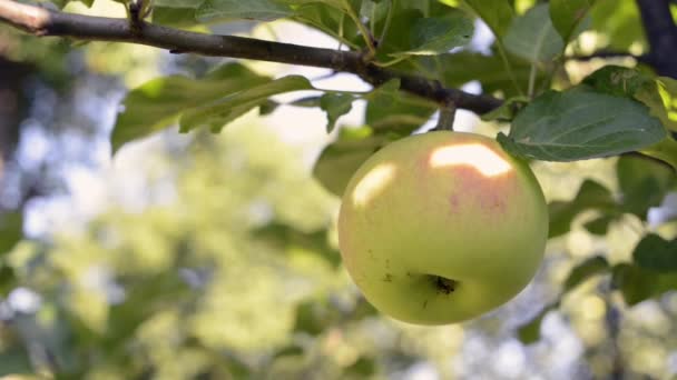 Reifer Apfel am Baum — Stockvideo