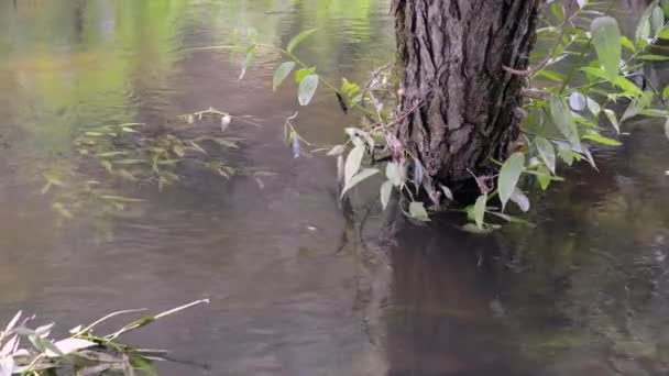 Kmen stromu ve vodě — Stock video