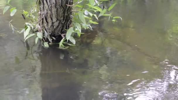 Дерево в потоке воды — стоковое видео
