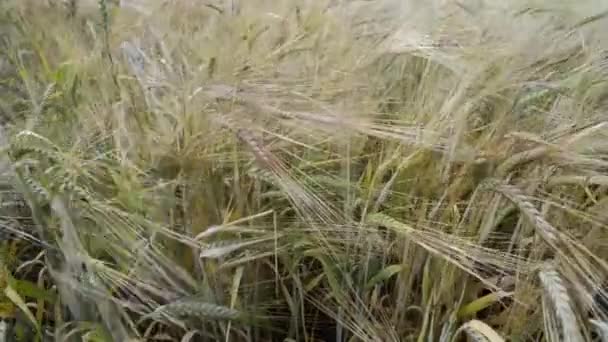 Steli di grano agitati — Video Stock