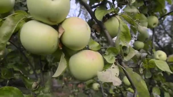 Många äpplen på trädet — Stockvideo