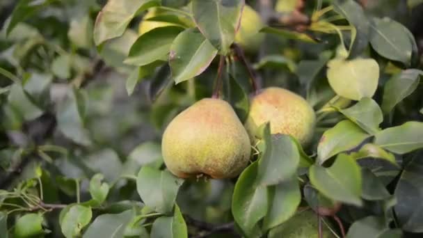 Pear fruit plukken — Stockvideo