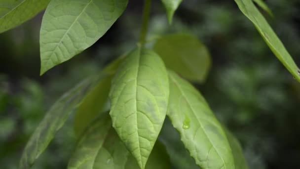 Folhas de plantas molhadas — Vídeo de Stock