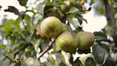 armut meyve toplama