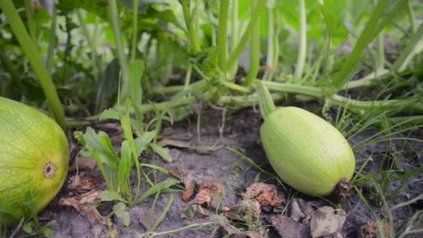 Abóbora verde legumes — Vídeo de Stock