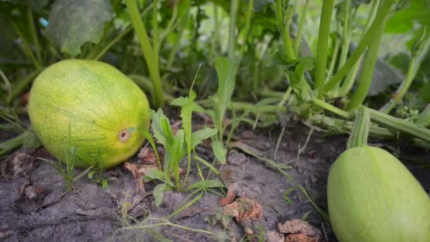 Calabaza verde en el jardín — Vídeos de Stock