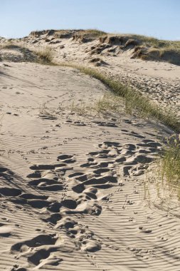dikey kum tepeleri manzara Litvanya