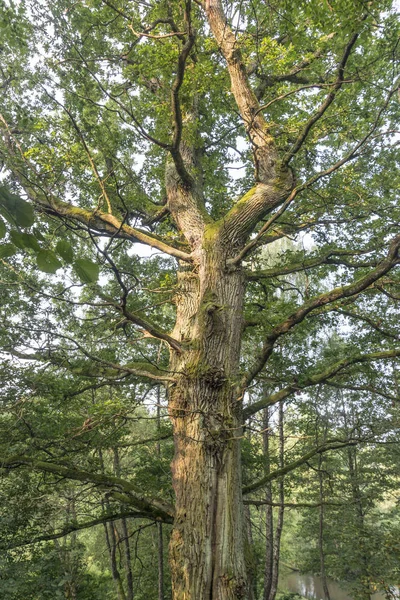 Grand Chêne Puissant Dans Forêt Été — Photo