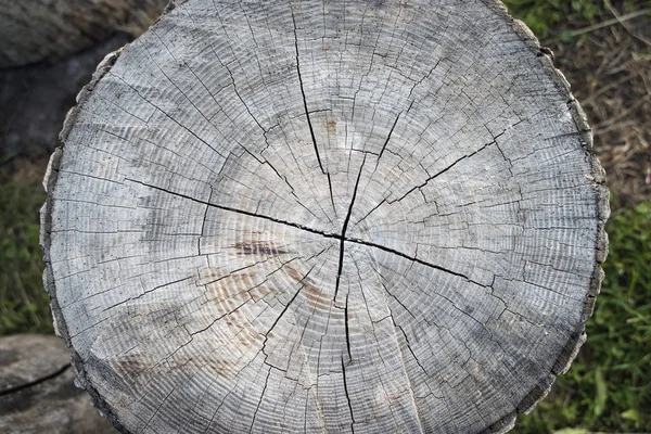 detailed structure of pine tree wood cut