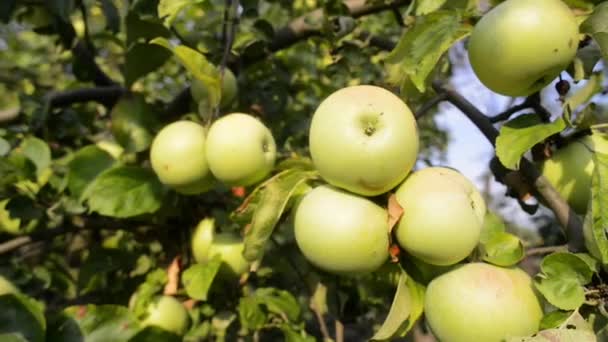 Mogna äpplen på träd — Stockvideo