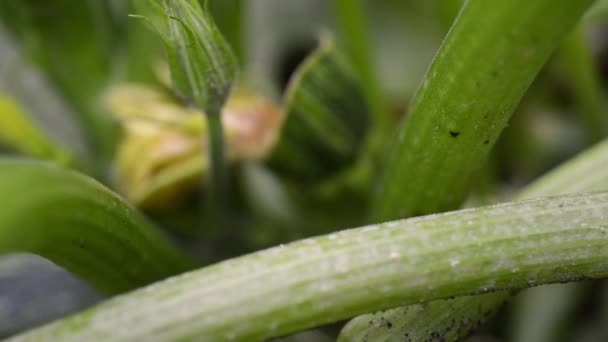 Brotes de calabaza en las ramas — Vídeos de Stock