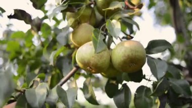 birçok armut meyve toplama