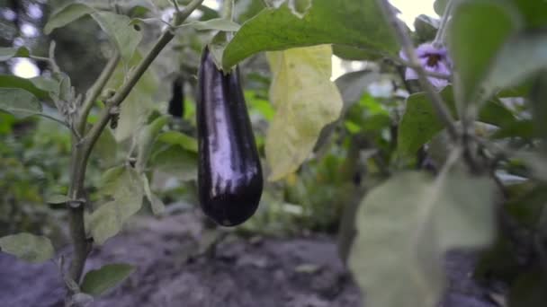 Mûrissement des aubergines sur la branche — Video