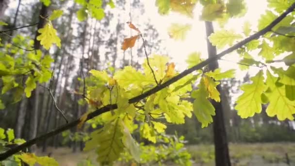 Fall sun oak leafs — Stock Video