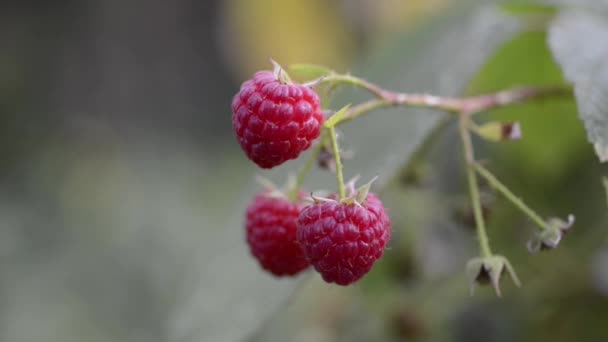 成熟树莓分支 — 图库视频影像