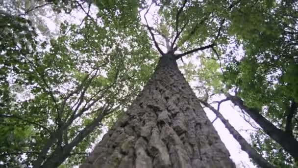Árvore de álamo poderoso — Vídeo de Stock